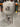 Brewtools | F40 Unitank Light | 5.2-10.5 Gallon Capacity | 20-40L - Refurbished